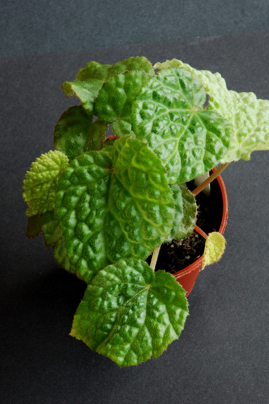 B. violifolia